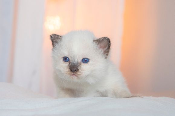 2022 02 19 - Goldie 0001