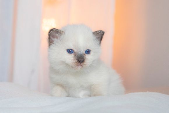 2022 02 19 - Goldie 0002