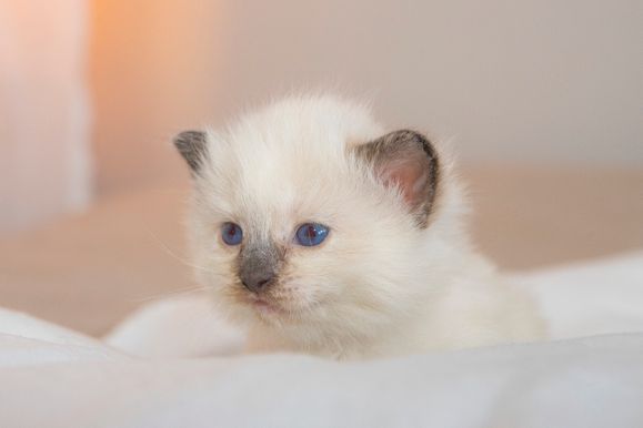 2022 02 19 - Goldie 0003