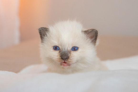 2022 02 19 - Goldie 0004