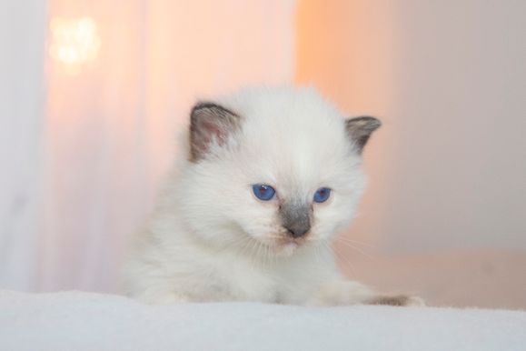 2022 02 19 - Goldie 0005