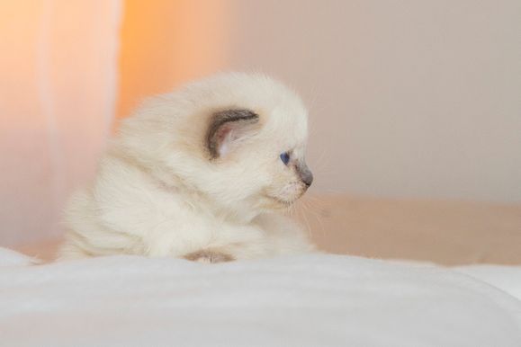 2022 02 19 - Goldie 0006