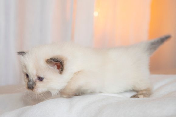 2022 02 19 - Goldie 0008
