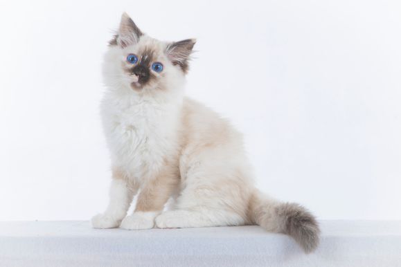 2022 04 22 - Ginger 0002