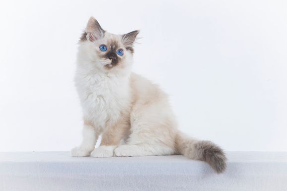 2022 04 22 - Ginger 0003