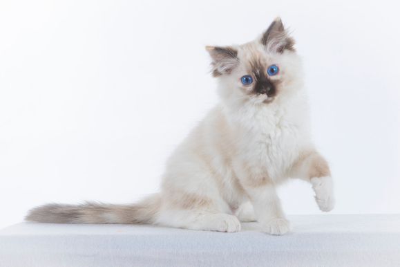 2022 04 22 - Ginger 0008