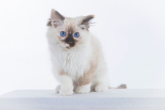 2022 04 22 - Ginger 0009