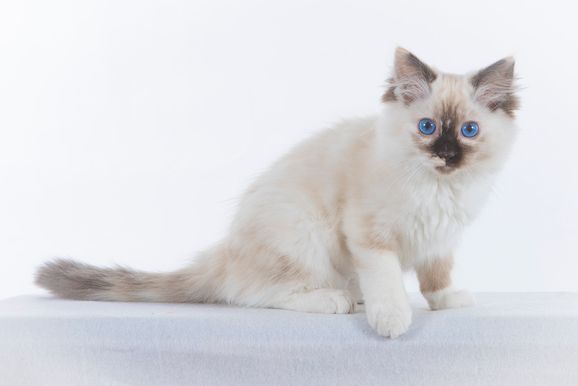 2022 04 22 - Ginger 0010