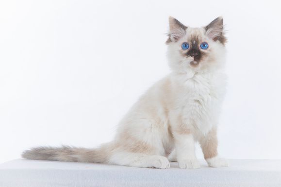 2022 04 22 - Ginger 0011