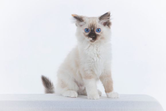 2022 04 22 - Ginger 0012