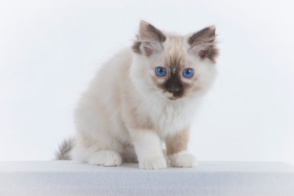 2022 04 22 - Ginger 0013