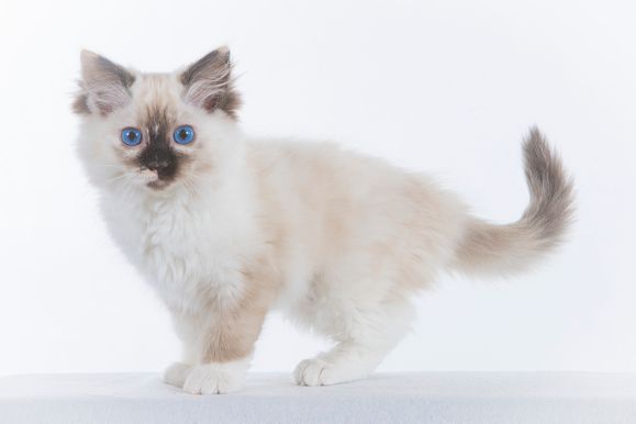 2022 04 22 - Ginger 0014
