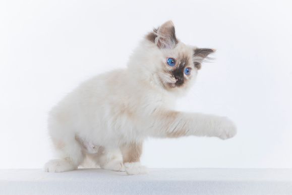 2022 04 22 - Ginger 0015