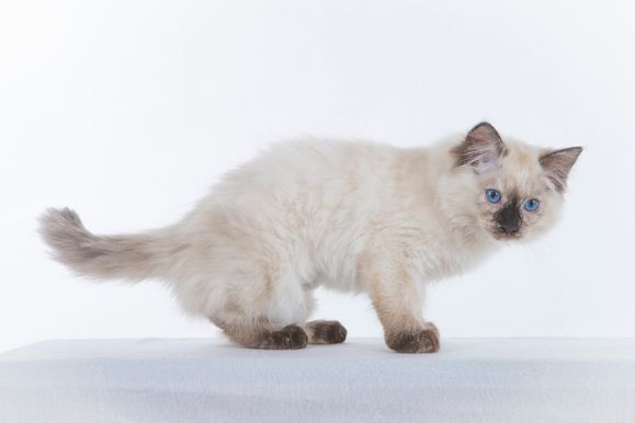 2022 04 22 - Goldie 0001