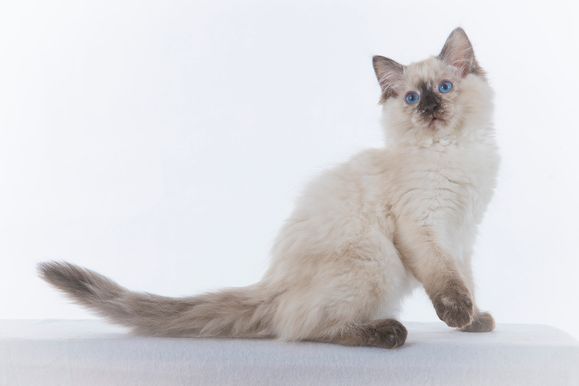 2022 04 22 - Goldie 0002