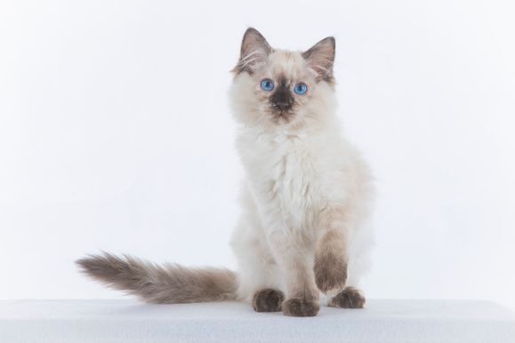 2022 04 22 - Goldie 0003