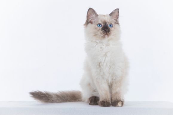 2022 04 22 - Goldie 0004