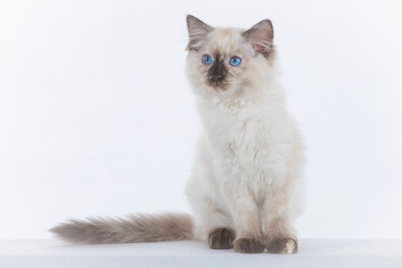 2022 04 22 - Goldie 0005