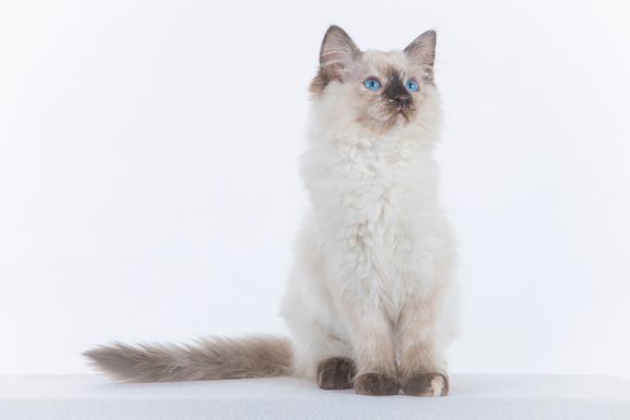 2022 04 22 - Goldie 0006
