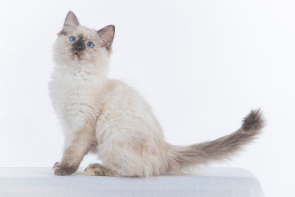 2022 04 22 - Goldie 0007