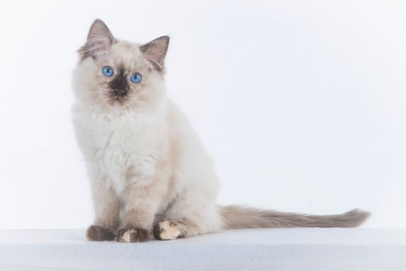 2022 04 22 - Goldie 0008