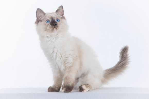2022 04 22 - Goldie 0009