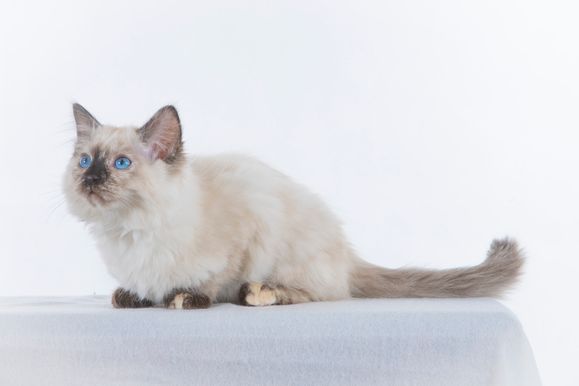 2022 04 22 - Goldie 0012