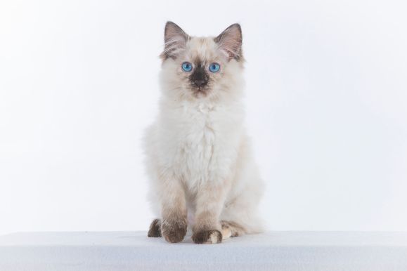 2022 04 22 - Goldie 0013