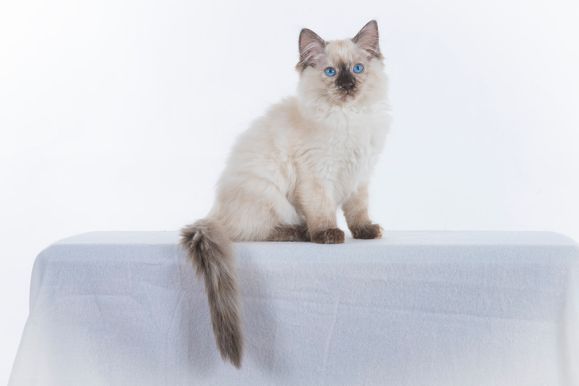 2022 04 22 - Goldie 0014