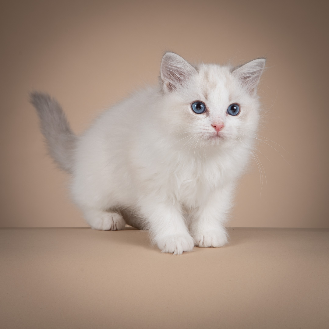 SE*Älegårdens Tiana