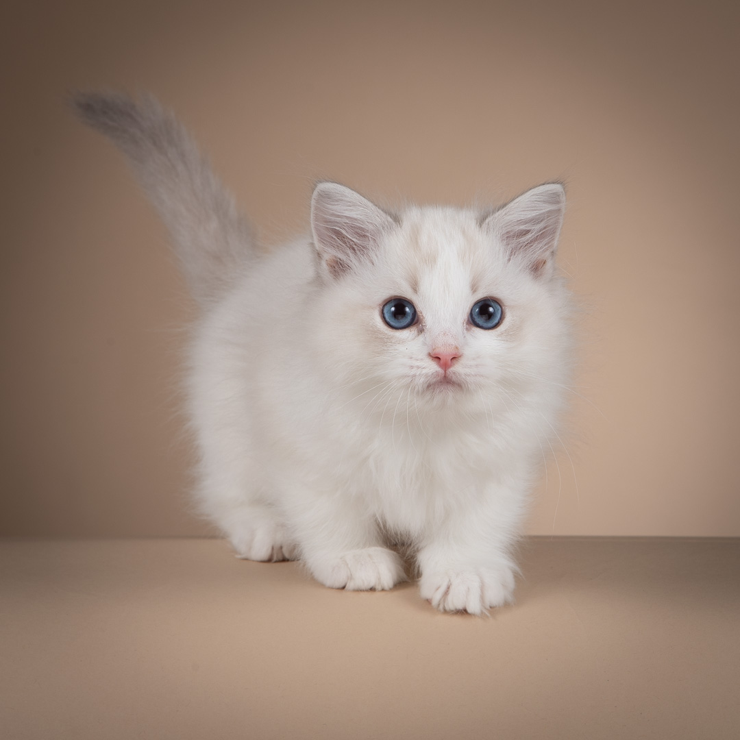 SE*Älegårdens Tiana