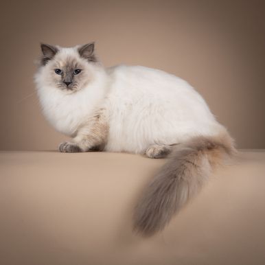 Odini de Amatrix