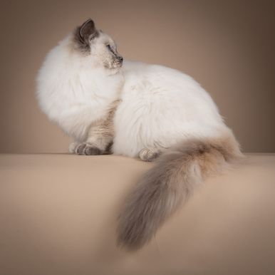 Odini de Amatrix