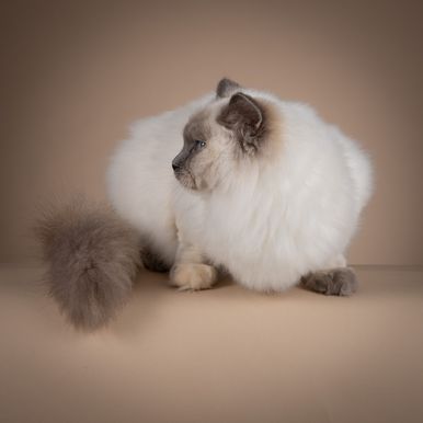 Odini de Amatrix