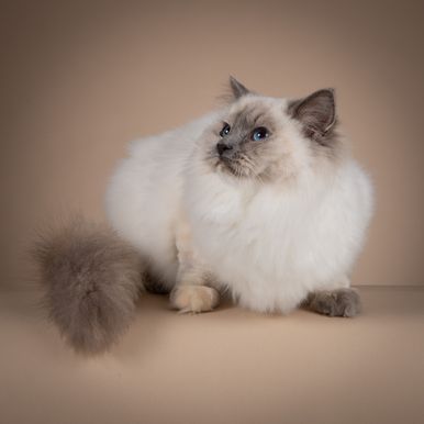 Odini de Amatrix