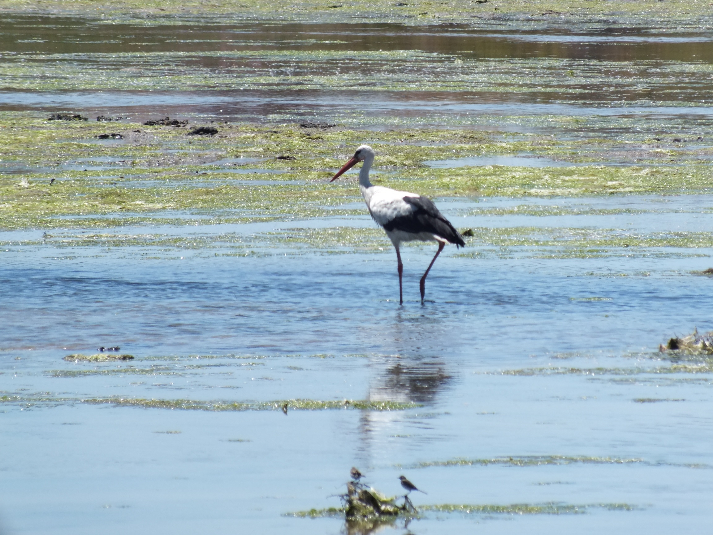 Vogelspotting in het natuurpark Ria Formosa