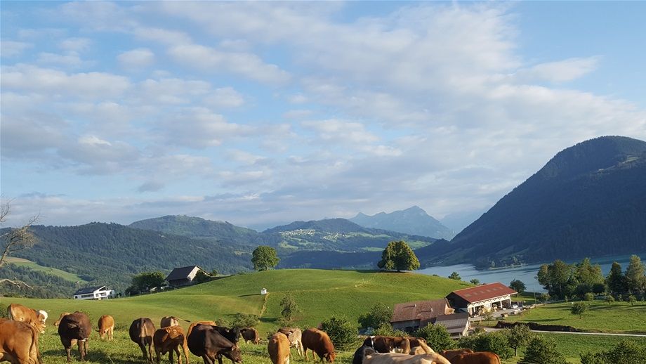 Unsere Mutterkühe