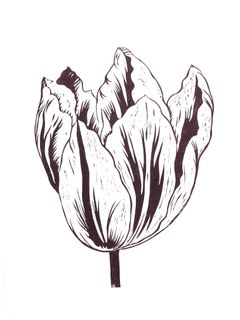 Tulpe Nr.5
