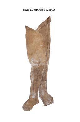 Limb Composite 3. Mao