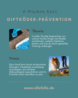 bild hundeschule fuer alle felle