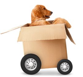 Hond uitlaten vaartbroek, blixembosch, heesterakker, achtse barrier, vaartbroek