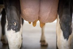 Pattedyp/Yverpleje biocide godkendt