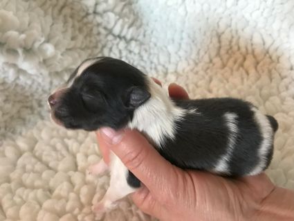Fin bi-black pige på 193 gram.