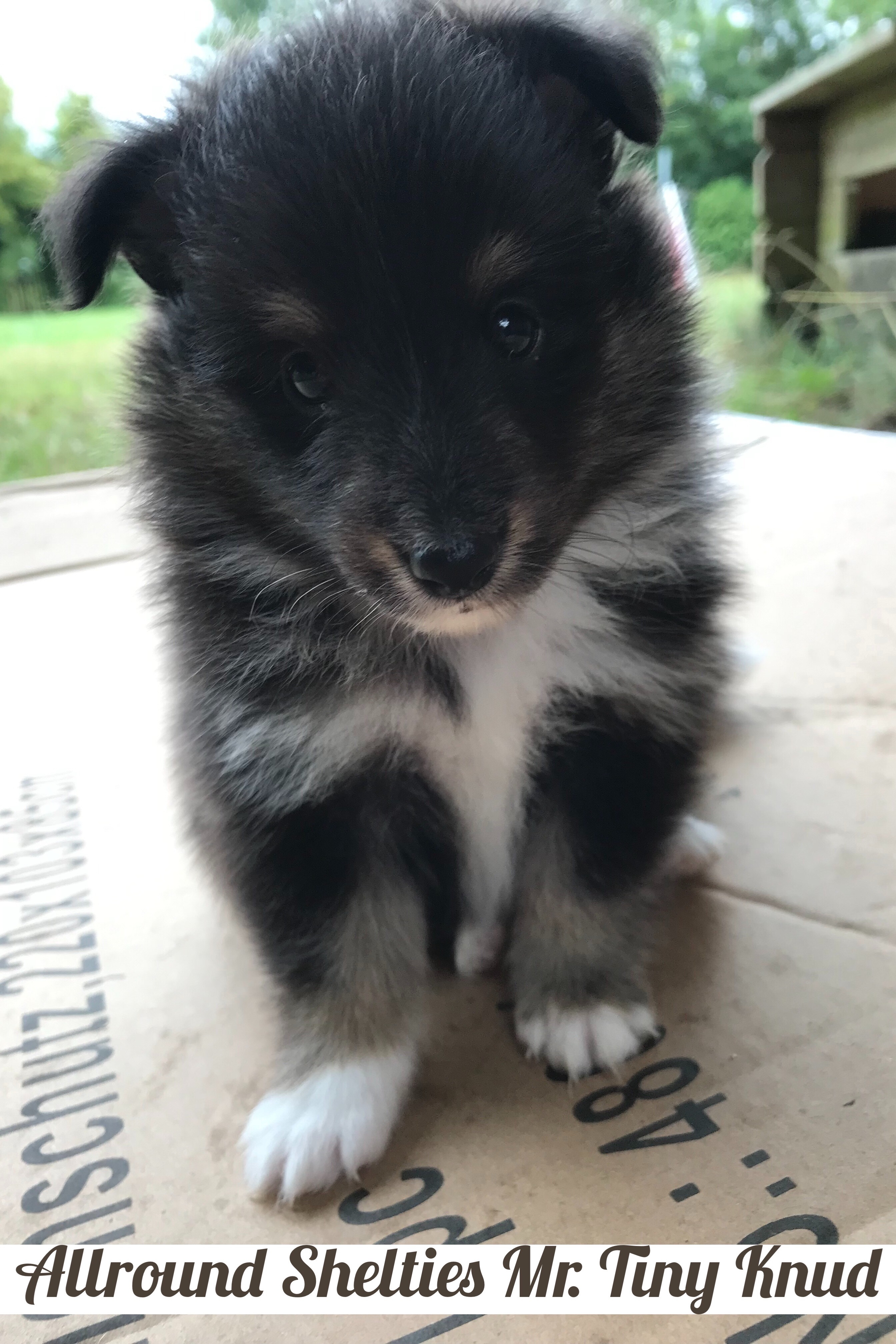 Mr. Tiny Knud