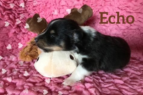 Echo 2 uger er begyndt at åbne sine øjne.