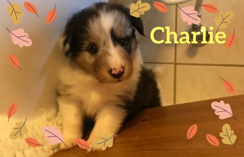Charlie er blevet 4 uger og undersøger alting.