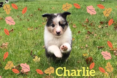 Charlie 5 uger gammel med fuld fart på.
