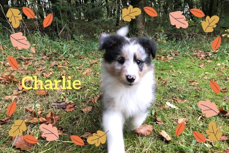 Charlie 7 uger elsker at være ude.