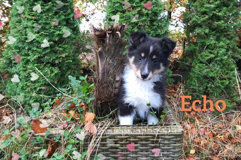 Echo 8 uger.