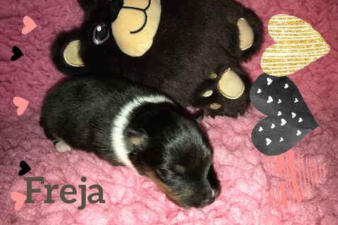 Freja 1 uge.